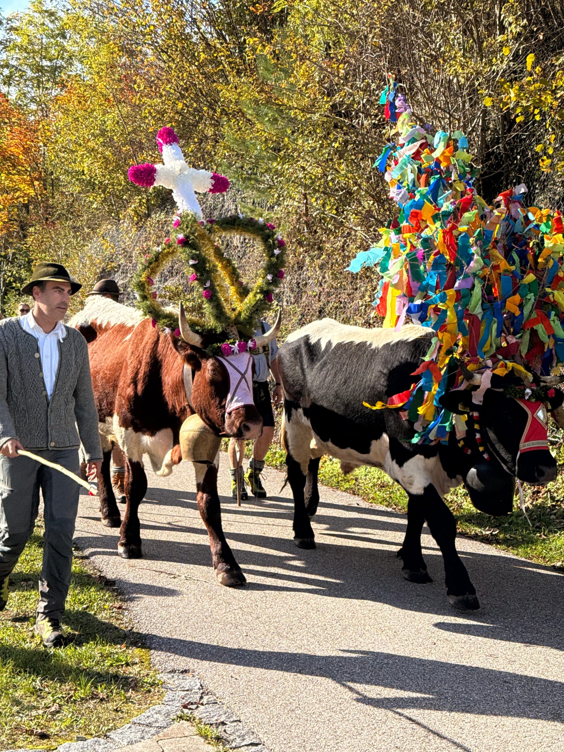 Almabtrieb, Kühe, Tradition, Schleching, Chiemgau